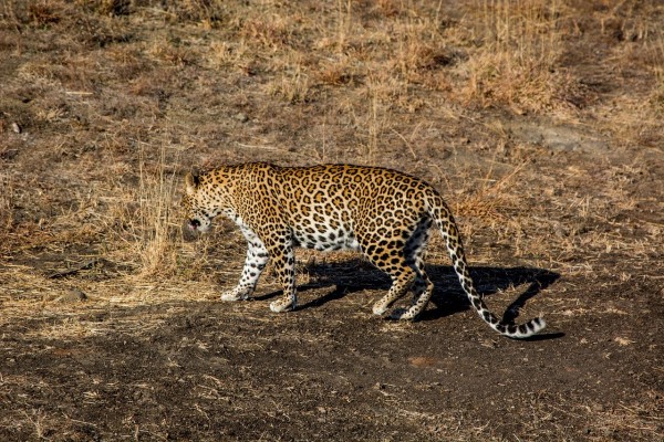 Gir National Park, Diu, Somnath