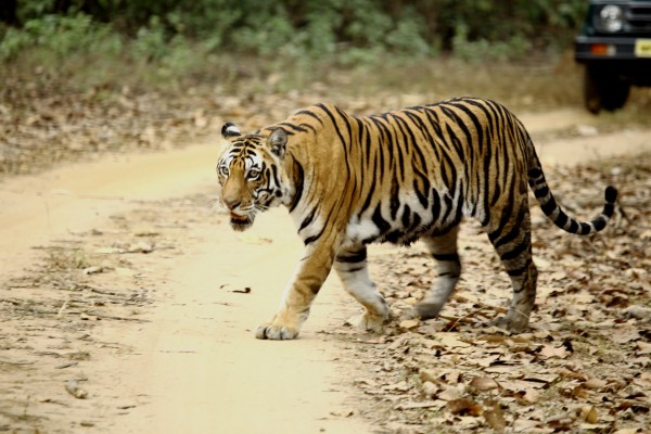 Kanha & Bandhavgarh National Park