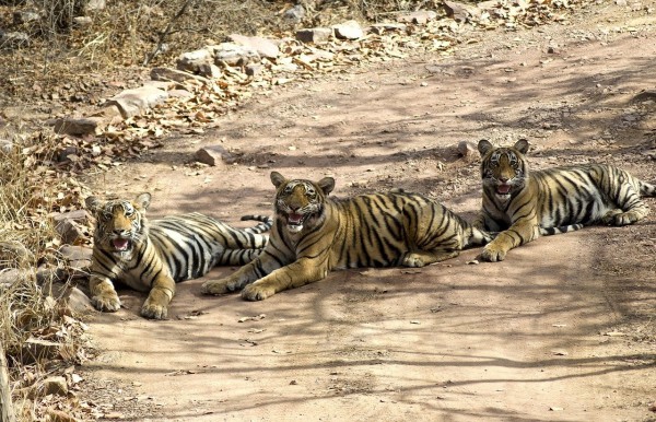 Ranthambore National Park Tour
